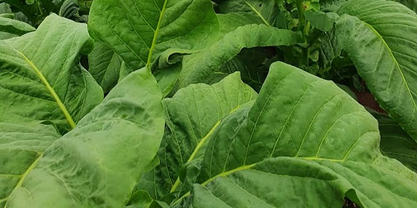 MSUAS MOVING A GEAR UP IN TOBACCO FARMING